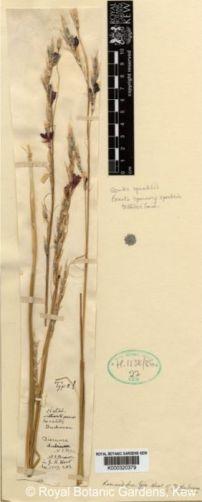 Dierama dubium type specimen